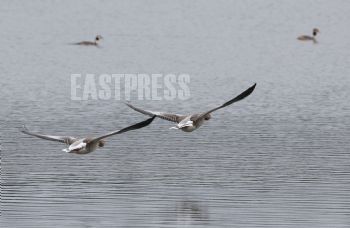 EA252782, Eastpress, Hamina, Finland